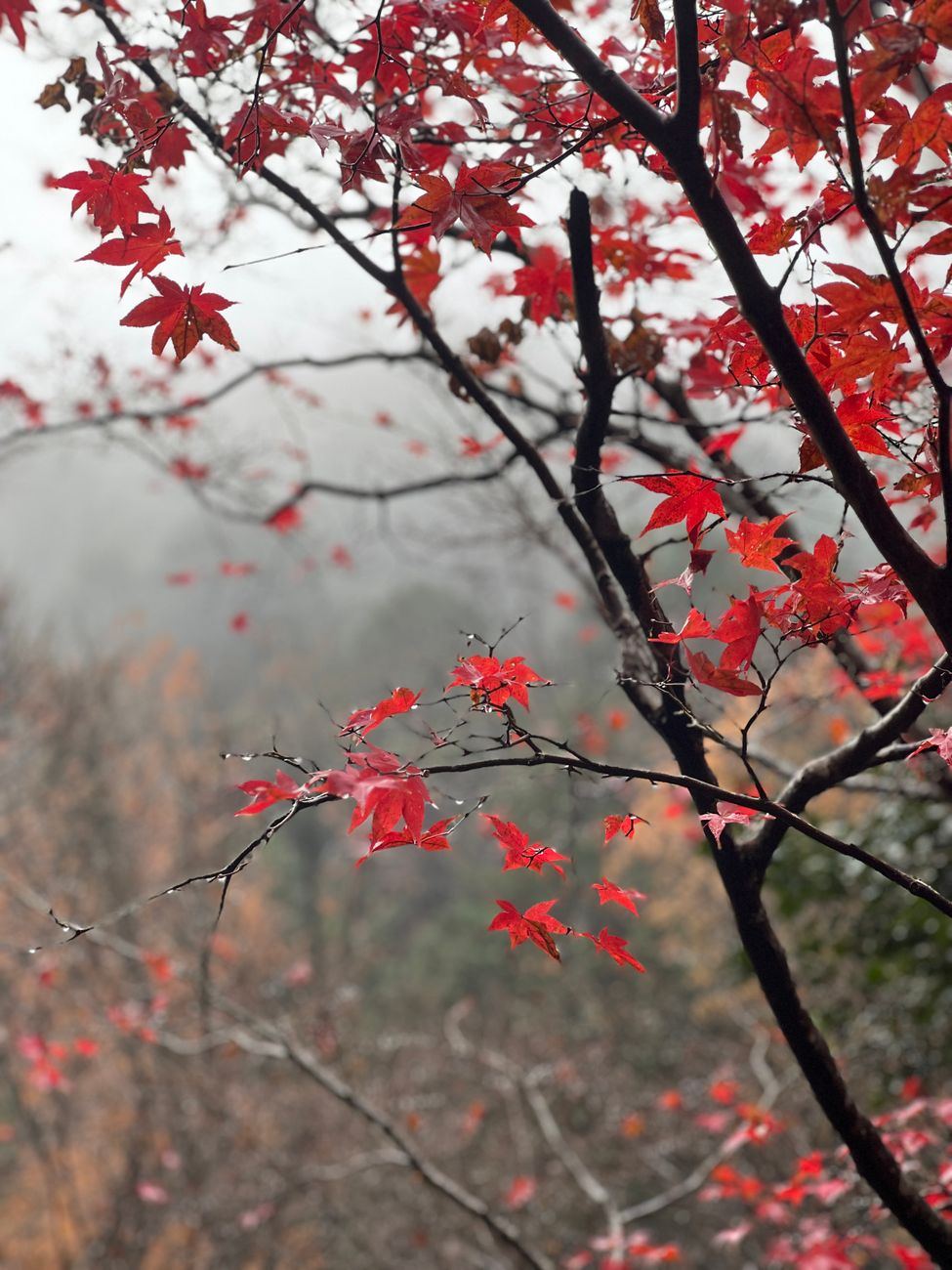 Checkers Smooth Is Japanese Maple Poisonous to Dogs & Cats?